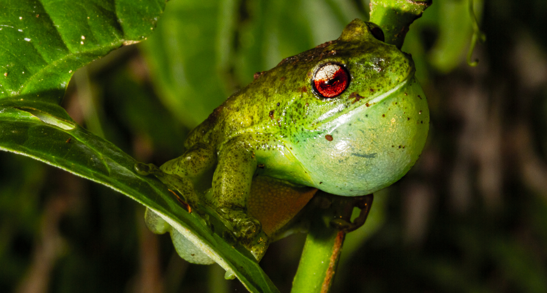 frog